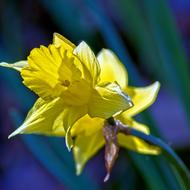 Arkansas Jonquil Garden