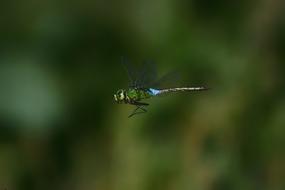 macro photo of a green dragonfly in the wild