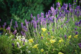 magnificent Violet Lavender Flowers and yellow flowers