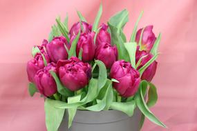 excellent Tulips Bouquet Purple
