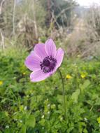 purple Nature Grass Flowers