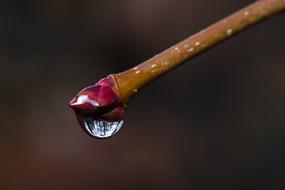 drop on a branch on a blurred background