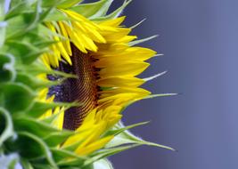 Sunflower Blossom close-up on blurred background