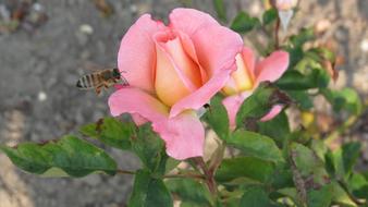 closeup view of Bee in flight at pink rose