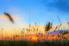 silhouettes of grass in orange evening