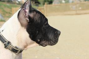 black and white boxer dog profile