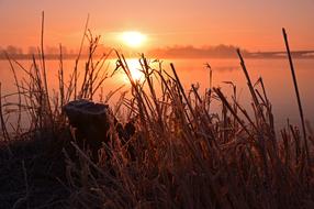 Grasses on Bank Riverside