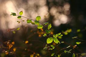 twig with green leaves in sunlight