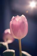 Pink Tulips, soft focus