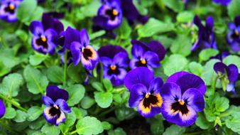 excellent Pansy Spring Flowers