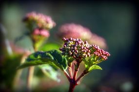 Natural Berries at Spring