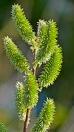 excellent green plant
