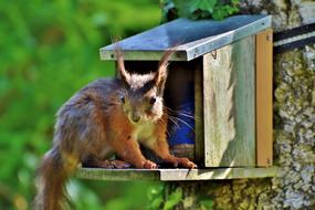 squirrel on a feeder on a tree on a blurred background