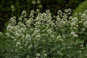 Centranthus, valerian, blooming plants in garden