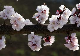 attractive Flowers White Spring