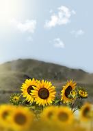 incredible Sunflower Mountain