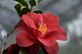 salmon camellia flower