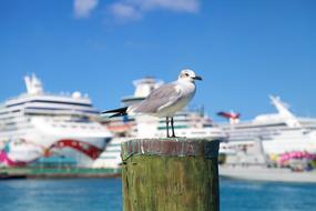 Seagull and big Cruise ship