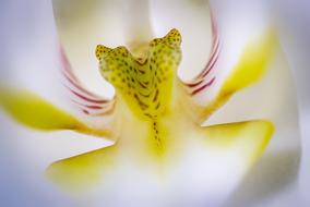 attractive Orchid Flower
