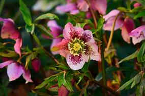 hellebore bush
