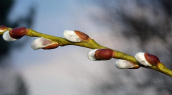 incredible Sprig Plant