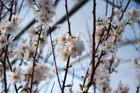 blooming Almond branches at sky