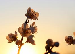 excellent Flowers at sunset sky