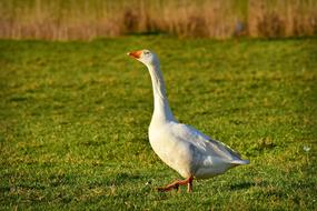 big white Goose walks on lawn