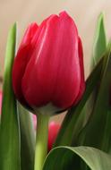 red tulip bud, close-up