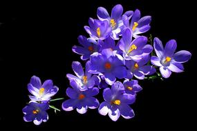 excellent Blue Crocus Flowers