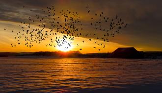 Sunrise and birds