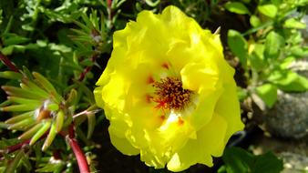 Portulaca, Yellow Flower of Purslane, macro