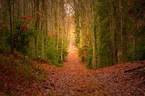 autumn color in the forest