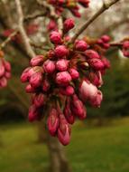 Bud Japan Cherry on a blurred background