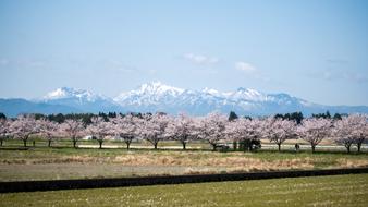 attractive Sakura Cherry Blossom