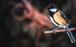 excellent Tit Bird Nature