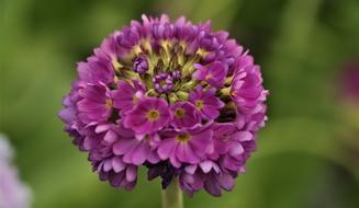 Close-up of the plant with the beautiful, purple, green and yellow flowers