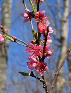 amazing Peach Blossom