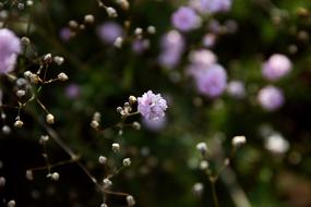 wonderful Background Flowers