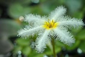 fluffy white tropical bud