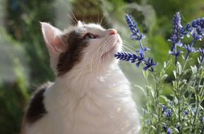 attractive Cat Portrait Domestic
