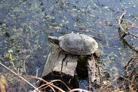 Korytnacka Turtle Animal