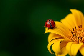 little ladybug sitting on a yellow flower