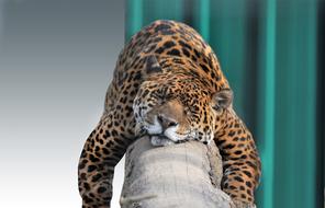 beautiful jaguar sleeps on a log in a zoo