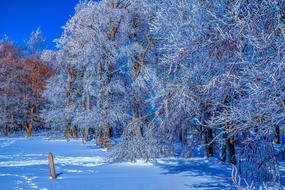 Landscape of snowy magical forest