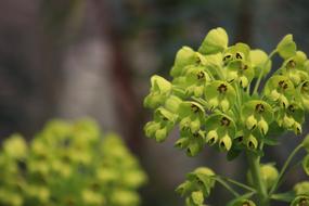 excellent Spring Foliage