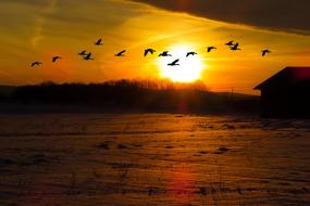 geese flock over snowy field at sunrise