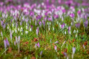 attractive Crocus Snowdrop Spring