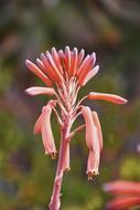 Close-up of the beautiful, blooming, orange, red and violet flowers in the garden