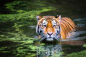 big tiger in water